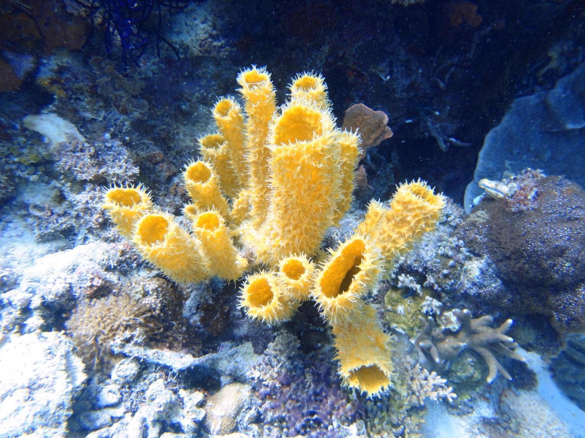 ブディ サン リゾート マウメレ エクステリア 写真
